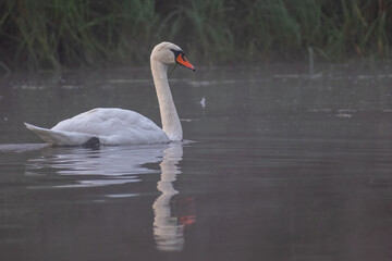 swan on the water