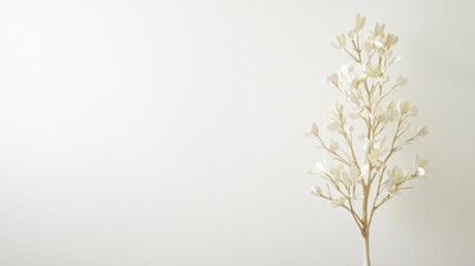 Obraz premium Elegant White Floral Branch Minimalist Decor Simple Background