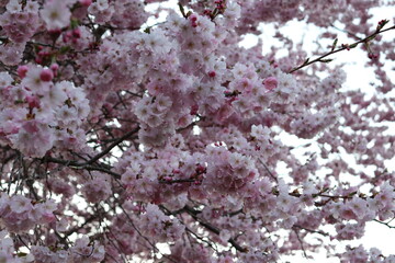 Pink cherry blossoms
