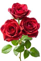 bunch of red roses