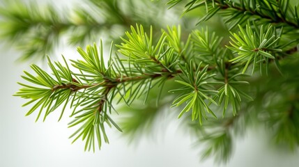 Fototapeta premium Melaleuca Alternifolia Plant Close-Up with Natural Light on White Background Botanical Still Life Botany High-Resolution Image
