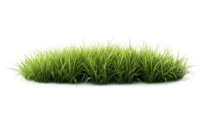 A grassy field with no other objects in the foreground. The grass is tall and green, and it is a peaceful, 