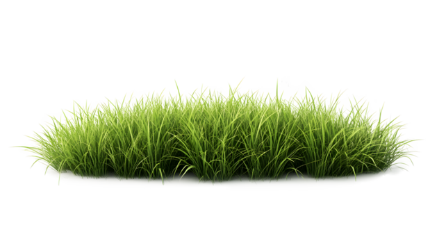 A grassy field with no other objects in the foreground. The grass is tall and green, and it is a peaceful, 