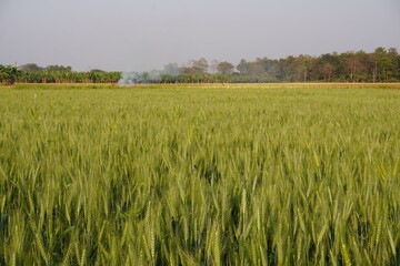 The green field of wheat grains which are full of seed heads with nature background