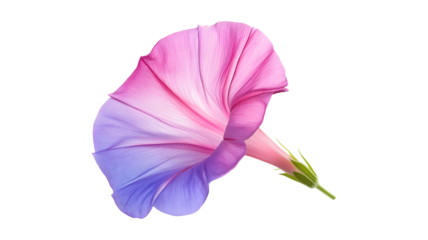 A flower with a purple and pink petal. The flower is in the middle of the image