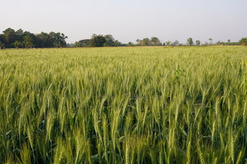 A field of a grain crop, likely triticale, wheat, or barley with trees and sky background