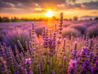 Naklejka premium Romantic Lavender Field at Sunset: Vibrant Purple Flowers and Golden Hour Light