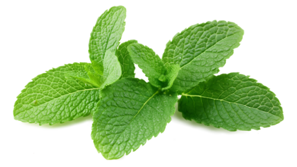 A bunch of fresh mint leaves. The leaves are green and have a slightly fuzzy texture. They are arranged in a way that they are not overlap each other