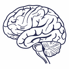 Detailed Human Brain Anatomy Vector Illustration - Monochrome Medical Graphic.