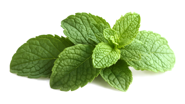 A bunch of mint leaves are shown on a white background. The leaves are fresh and green, and they are arranged in a way that they look like they are growing out of the ground