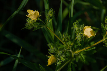 Yellow Sulphur Cinquefoil wildflowers adorned with morning dew, surrounded by green foliage in soft sunlight. Perfect for themes of nature, freshness, and the beauty of flora.