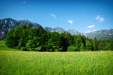 Rapsfeld at the Alps in spring time, Austria