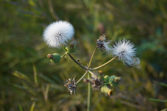 The dandelion or Taraxacum officinale in its seed head stage - Powered by Adobe