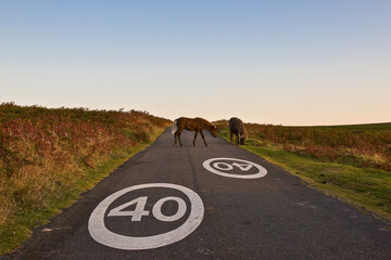 Wild ponies at sunset on a road in Dartmoor England
