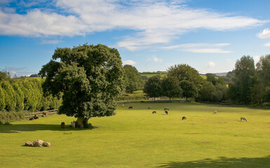 Landscape with wild ponies in Dartmoor, England