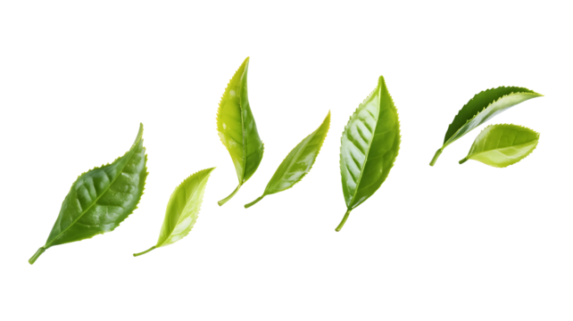 A row of green leaves is shown in the air, with some of them falling to the ground. Concept of movement and growth, as the leaves are in various stages of falling and being blown by the wind