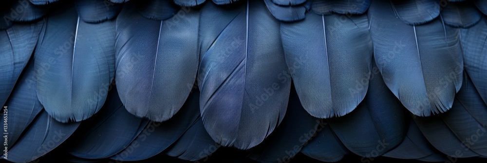 Poster elegant arrangement of dark blue feathers creating a textured background with intricate detail and a