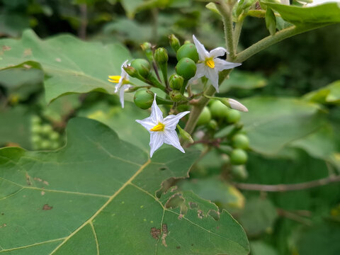 green and yellow, takokak flower, eggplant flower | shallow depth of field | smartphone photography
