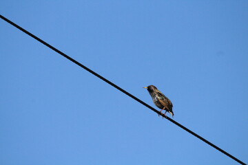 Common Starling (Sturnus vulgaris) sitting on an electrical wire on a blue sky background. Versatile for wildlife, nature, and urban photography. Highly invasive species in US, other regions.