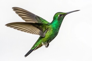 Fototapeta premium green crowned brilliant flying hummingbird isolated on white background