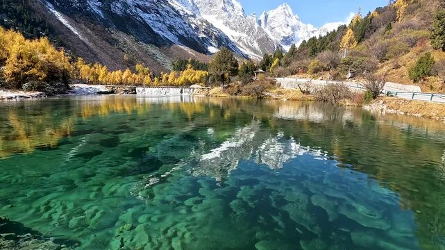 Landscape Bipenggou Valley - Most Beautiful Panyang Lake or Argali Lake and Yellow Tree with Snow Mountain  in Mount Bipenggou National Park in Xiaojin Sichuan Province China - Tilt up Footage Autumn
