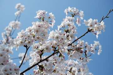 Delicate White Blossoms Against a Vivid Blue Sky