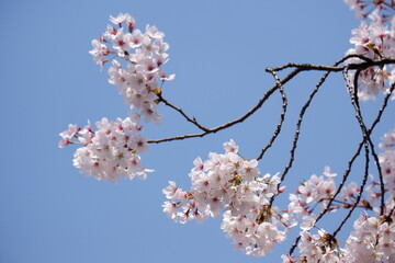 Delicate pale pink cherry blossoms a breathtaking contrast against a vibrant azure spring sky