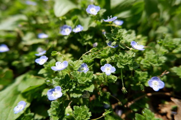 Delicate Blue Flowers in Lush Green Foliage