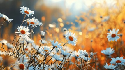 Minimalistic Oil Painting of Blurred Daisies on a Summer Field with Soft Impressionism