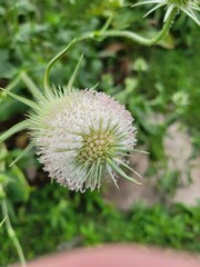 close up of a cutleaf teasel flower