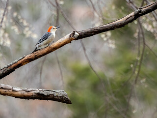A female Red-bellied Woodpecker searching for insects on a limb.