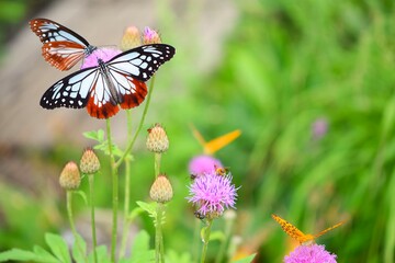 Chestnut tigers feeding thistle nectar in Nagano, Japan
