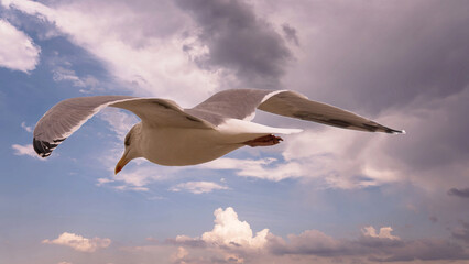 Möwe
