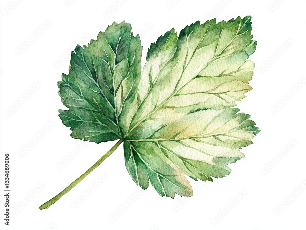Poster minimalistic watercolor depiction of a currant leaf on a white background with clean lines and soft 