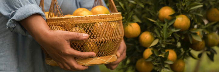 Business farm ripe orange concept farmer hand pick nature fruit citrus orchard mandarin tree...
