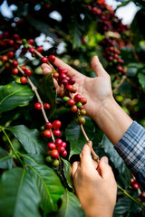 Farmer concept hand harvest ripe coffee seed robusta arabica berry close up fresh green leaf bean picking orange crop red yellow berries raw plant tree farm growth blur background eco organic garden
