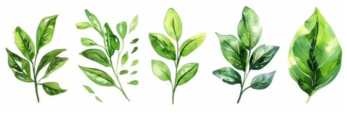 Elegant watercolor illustration featuring five distinct green leaf branches, artistically painted with soft washes and isolated on a clean white background, ideal for natural designs