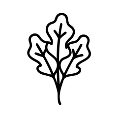 Arugula