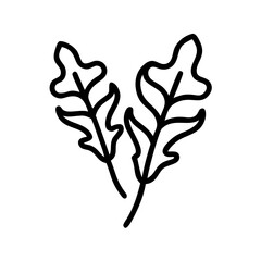 Obraz premium Arugula