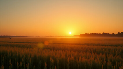 Sunrise over farm fields border providing space for World Farmers Day inspirational messages concept as Sunrise farm fields border offering space for inspirational messages celebrating farmers in  Pho