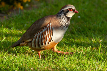 Wild red legged partridge close up walking on the grass
