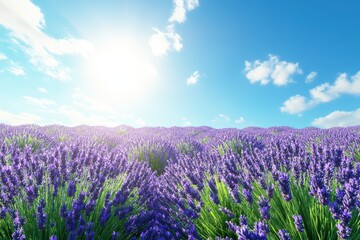 Fototapeta premium Lavender fields in full bloom under a bright summer sky
