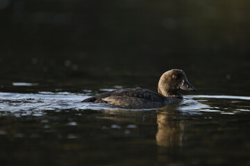 Brown Duck on the River