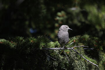Clarks Nutcracker in a Pine Tree