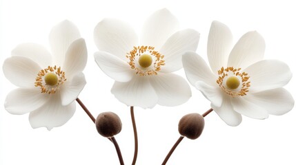 Delicate white anemones with sunny yellow centers bloom against a clean white backdrop. A close-up reveals their gentle beauty
