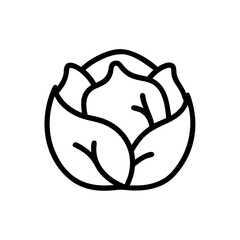 Cabbage 