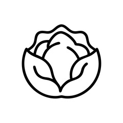 Cabbage 