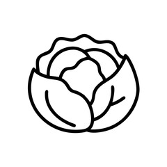 Cabbage 