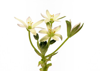 Obraz premium White flowers of Ornithogalum umbellatum or Star of Bethlehem 