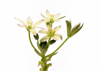 White flowers of Ornithogalum umbellatum or Star of Bethlehem 